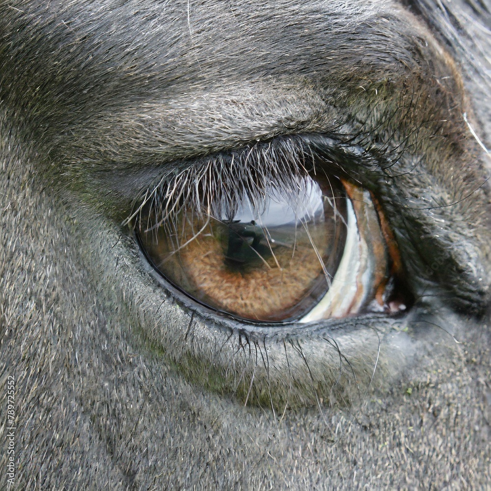closeup of a terrestrial animals eye with long eyelashes, possibly a horse or dog breed. The eyelashes frame the eye, adding to the animals beauty and charm