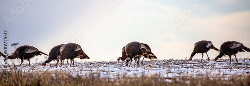 Eastern wild turkey (Meleagris gallopavo) eating in a farmers field photo