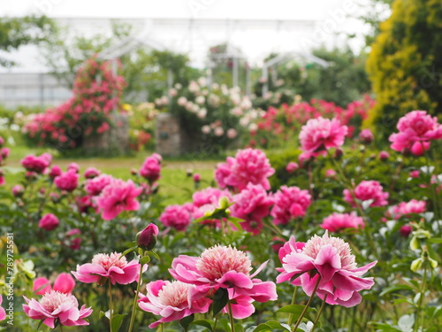 春の庭　芍薬のつぼみ　ピンク