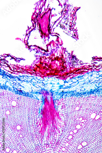 Chinese starjasmine stem plant cells micrograph photo