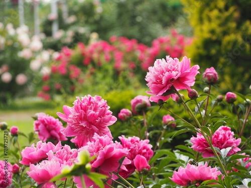 春の庭　芍薬　ピンク