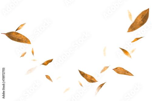 PNG floating brown leaf border, nature autumn collage element on transparent background