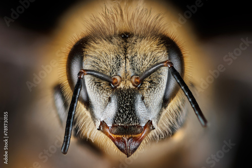 Honey Bee Portrait photo
