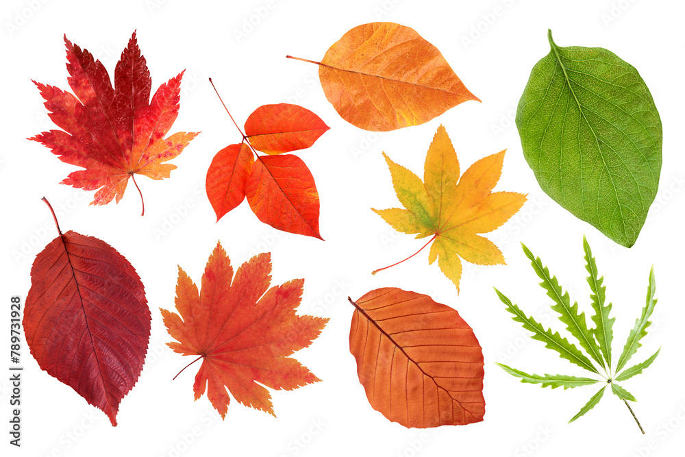 Autumn leaves png sticker, seasonal Ephemera collage elements set, transparent background