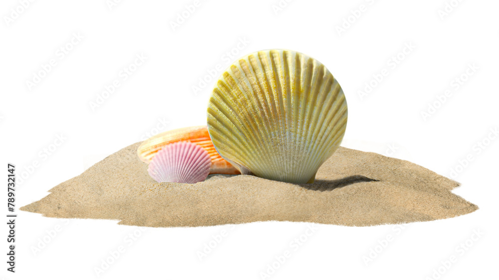 Png shell on sand sticker, creative summer travel concept art, transparent background Png shell on sand sticker, creative summer travel concept art, transparent background