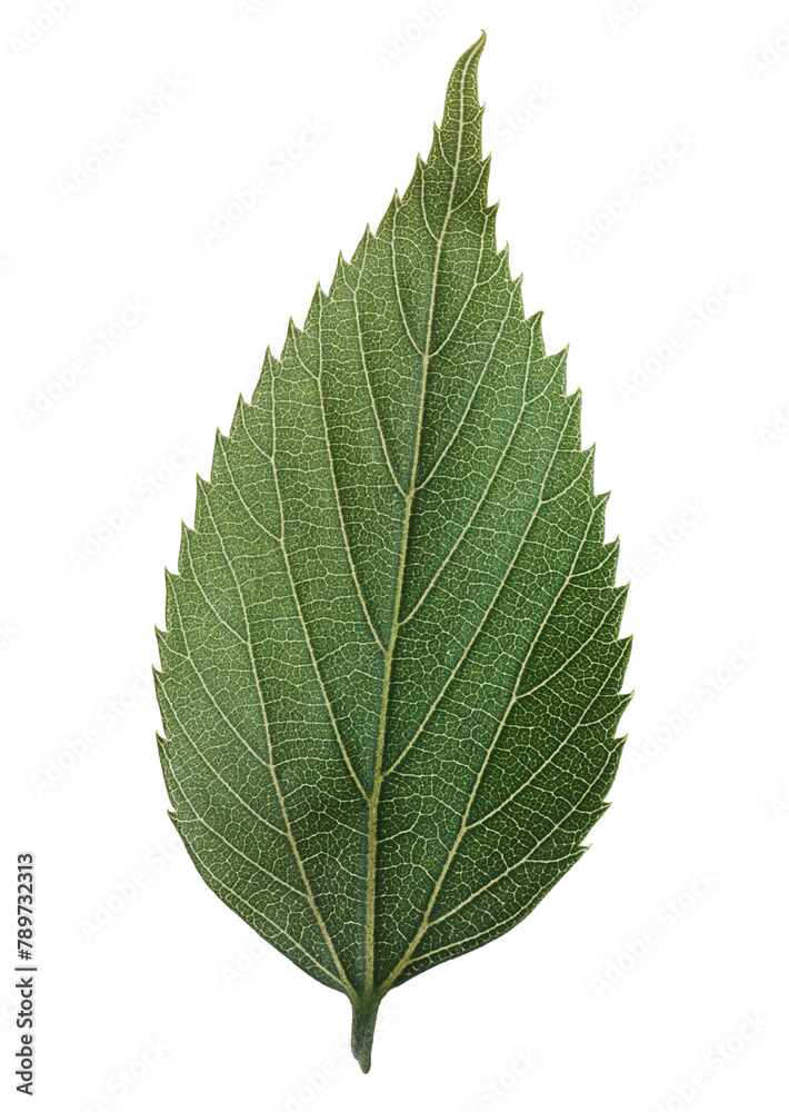 Green leaf png sticker, plant cut out on transparent background Green leaf png sticker, plant cut out on transparent background
