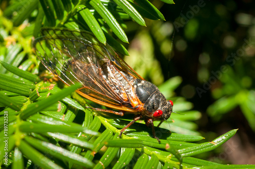 Cicada photo