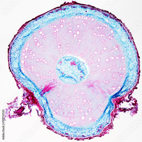 Chinese starjasmine stem plant cells micrograph photo