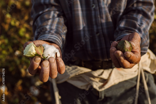 An old man holds in his hands all three stages of cotton maturation photo