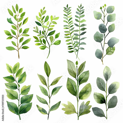 Sage green greenery, watercolour Clipart, white background