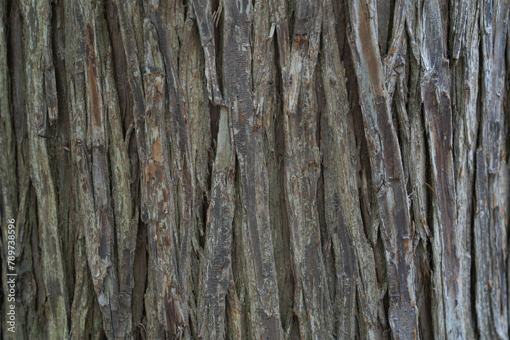 Obraz premium dry tree bark texture and background, nature concept
