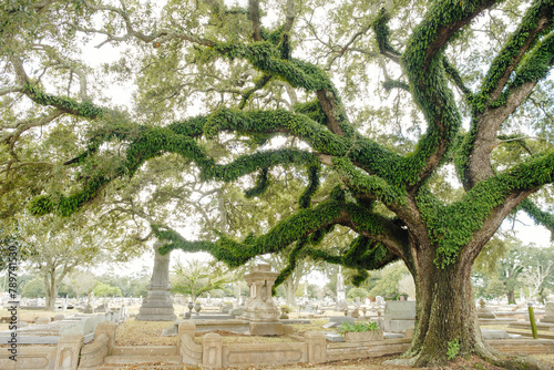 Oak Tree in Old Cemetery in Mobile Alabama
