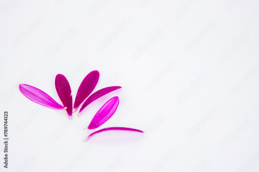 Obraz premium Fallen petals of marigold flowers isolated on white background. Calendula lobes. Hot pink, yellow lobes of African daisy gerbera flower. Simple, minimalistic design. Selective focus. Copy space