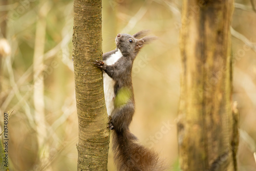 Squirel climbing on the tree trunk