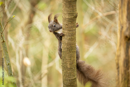 Squirel climbing on the tree trunk