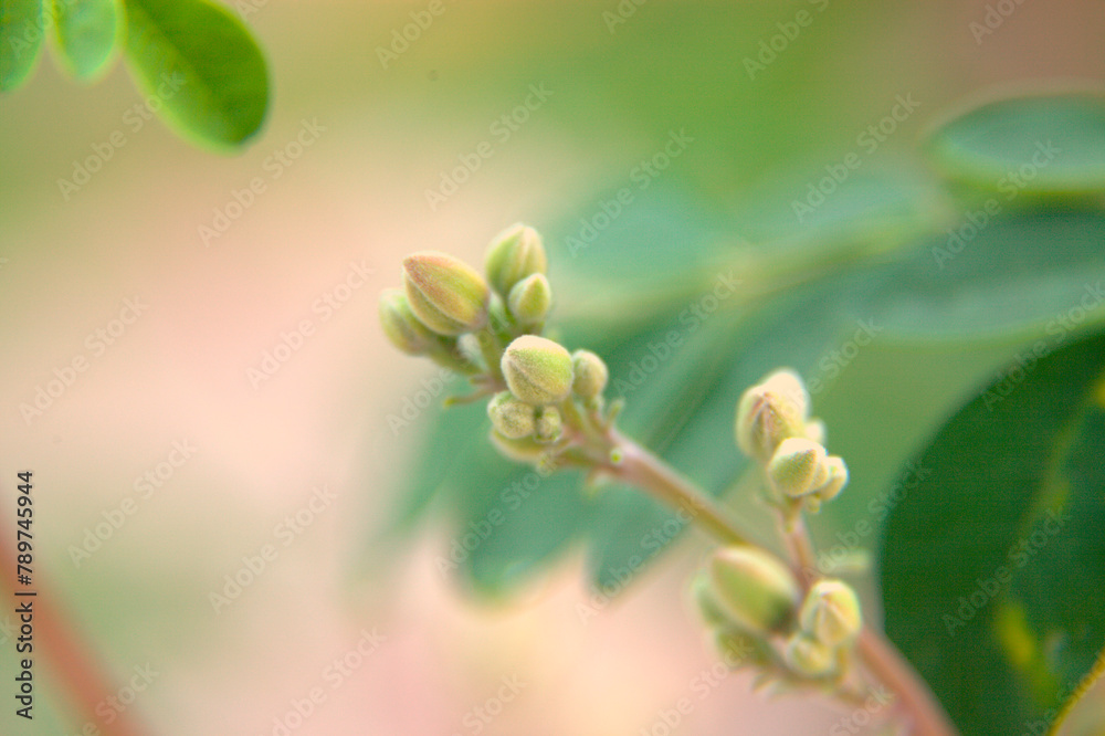 Macro closeup of the orange blossom of the moringa tree. Macro closeup of the orange blossom of the moringa tree.