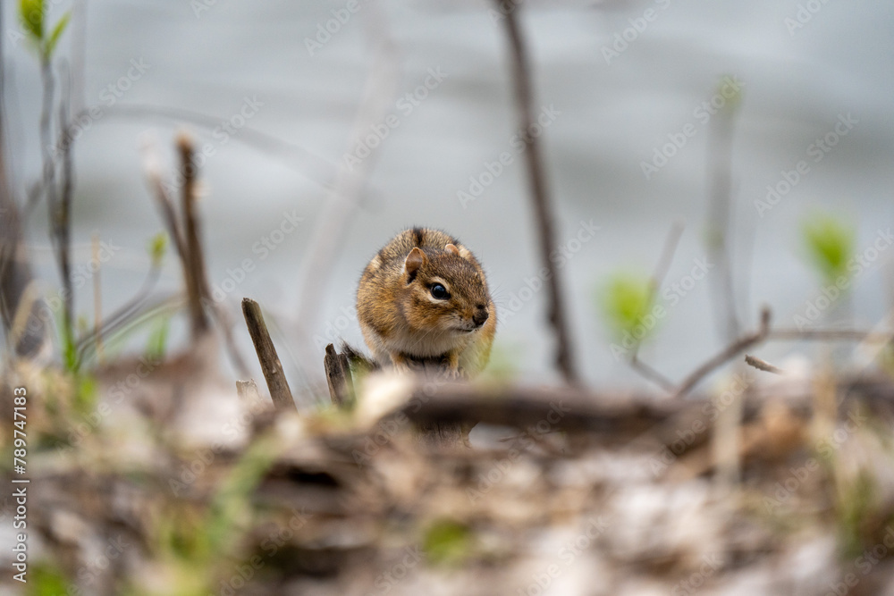 Obraz premium chipmunk lying low