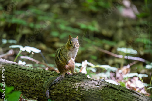 chipmunk watching the photographer