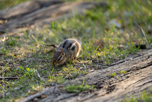 chipmunk foraging for food © MikeThePelican