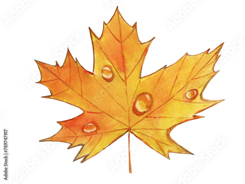 One orange autumn maple leave