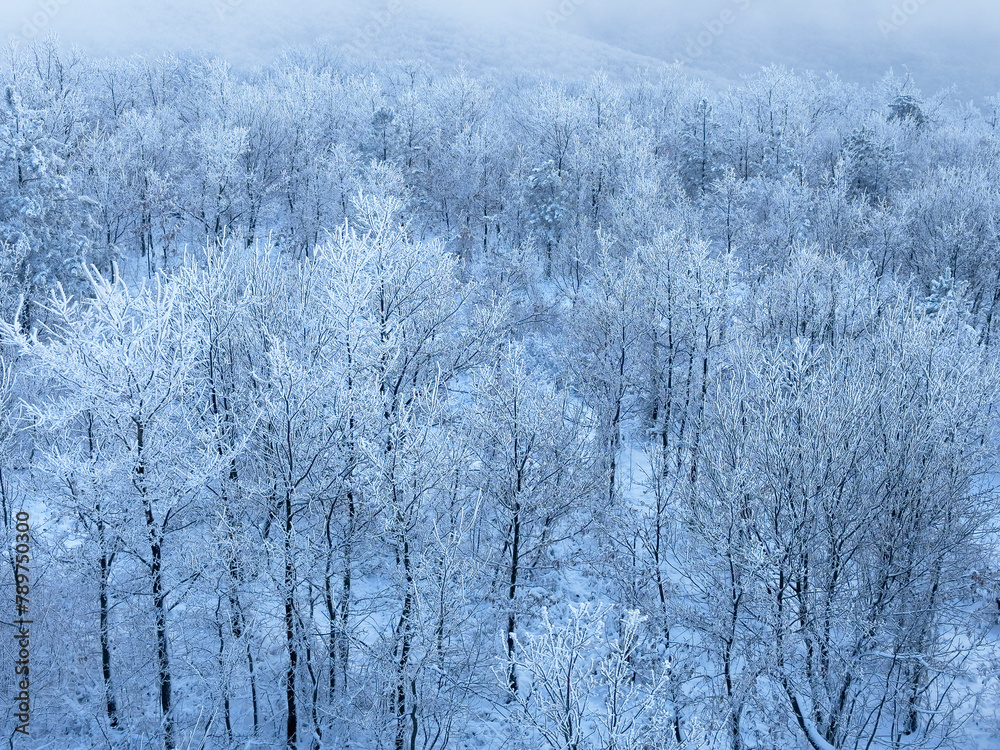 Forest trees under snow winter wonderland still landscape Forest trees under snow winter wonderland still landscape
