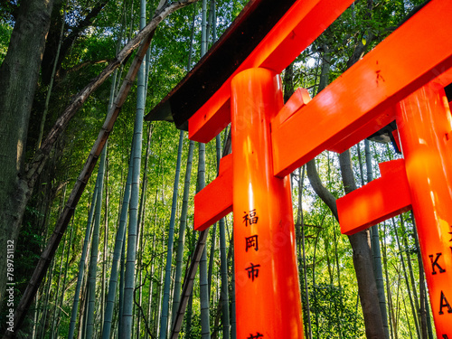 Detail of a torii gate next to a bamboo field at fushimi inari temple
