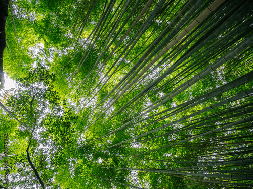 View from below of bamboo forest photo