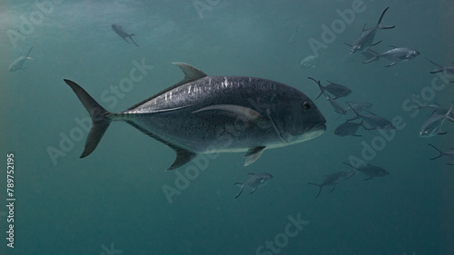 Giant Trevally swimming midwater off fuvahmulah, Maldives photo