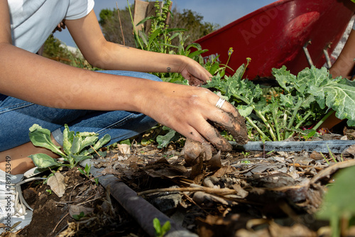 hands applying fertilizer to vegetables photo