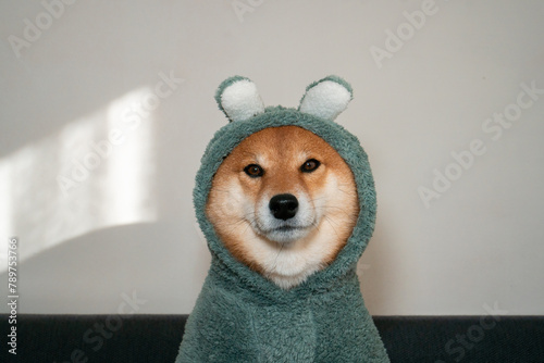 Dog in costume photo