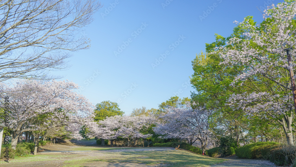日本の春の公園｜千葉市・おゆみ野さくら公園