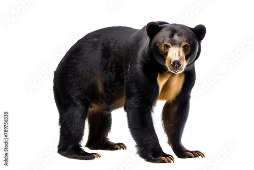 A sun bear stands on a white background