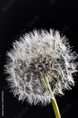 A highly detailed, close-up view capturing the delicate, fluffy seeds of a fully matured dandelion plant.