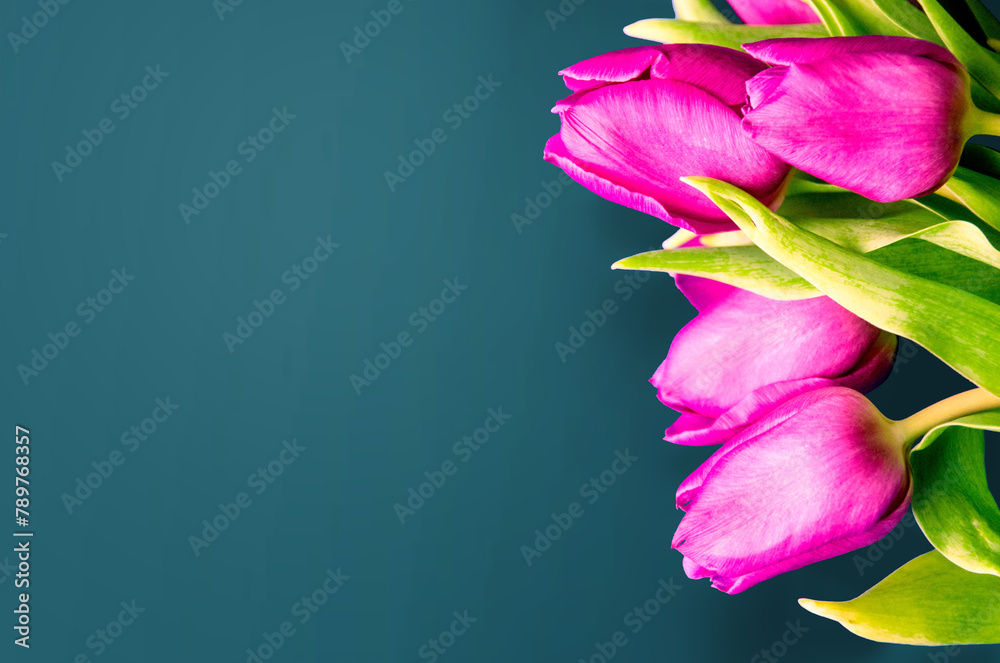 Fototapeta premium Fresh flower composition, bouquet of bi color tulips