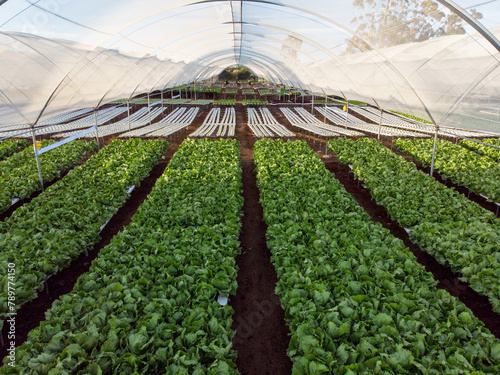 Rows of leafy greens are growing inside large hydroponic greenhouse, in hydroponic greenhouse