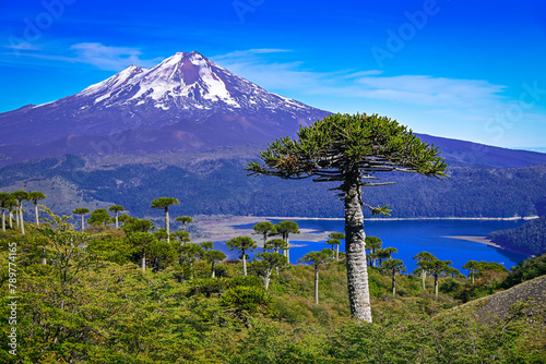 Conguillio National Park Chile Patagonia