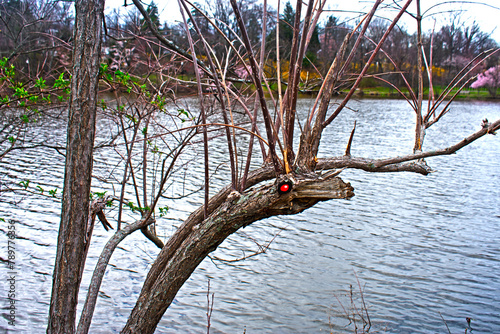 Strange looking vegetation at Verona Lake in Verona Park, Verona, New Jersey, on an overcast day in early springtime