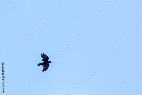 A crow in flight