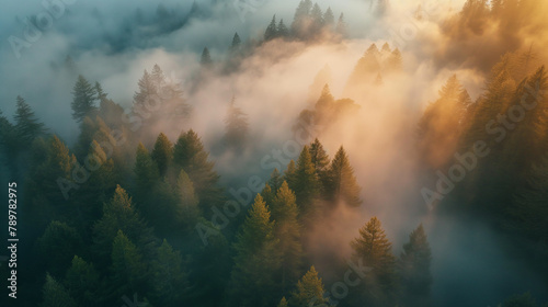 Golden Sunrise Over Misty Pine Forest