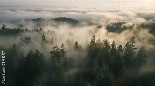 Misty Forest at Sunrise with Clouds Over Trees