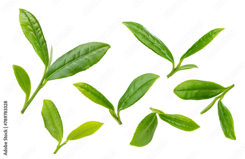 fresh Long Jing green tea buds isolated on white background.
