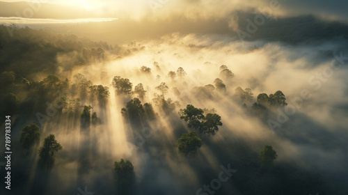 Misty Forest at Sunrise with Sunrays Through Trees