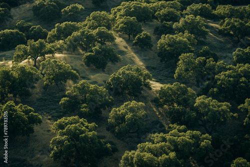 Shadowed Oak Trees on Sunlit Hillsides in Rural Landscape