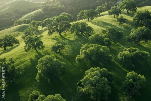 Sunlit Oak Trees Casting Shadows on a Verdant Hillside