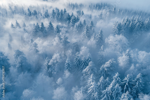 Winter Wonderland Snow Covered Pine Trees Aerial View