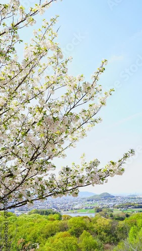 桜　新緑　町並み(香川県三木町)　縦長　ビデオ