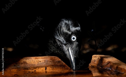 An Australian Raven (corvus coronoides) drinking water from a terracotta bowl
