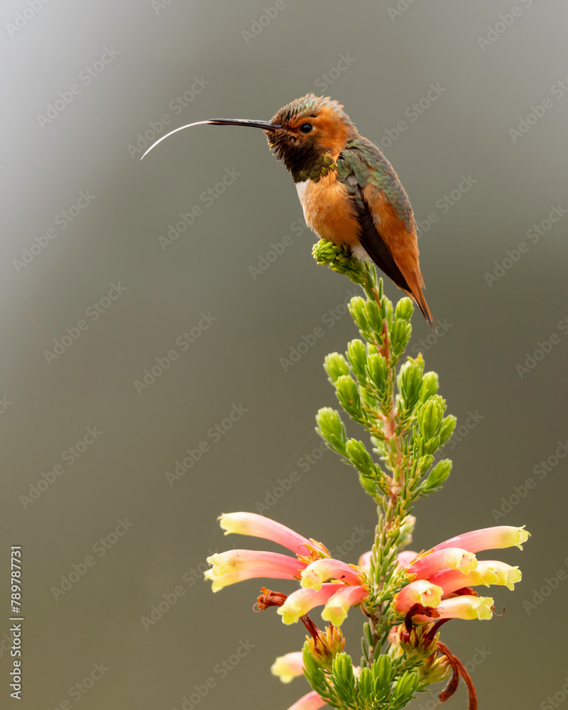 Fototapeta premium Allen's Hummingbird (Selasphorus sasin), UCSC Arboretum, California 
