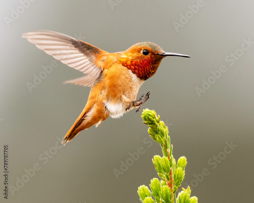 Allen's Hummingbird (Selasphorus sasin), UCSC Arboretum, California 
