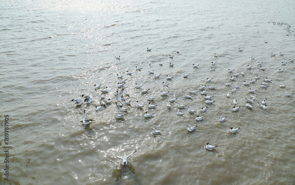 Views of Many seagulls were searching for food on the surface of the water and mud on the sea with natural background in Thailand. Views of Many seagulls were searching for food on the surface of the water and mud on the sea with natural background in Thailand.